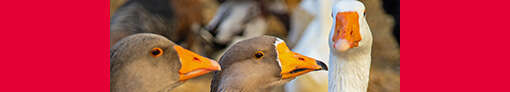 Enten gaense Bild Enten gaense Bild